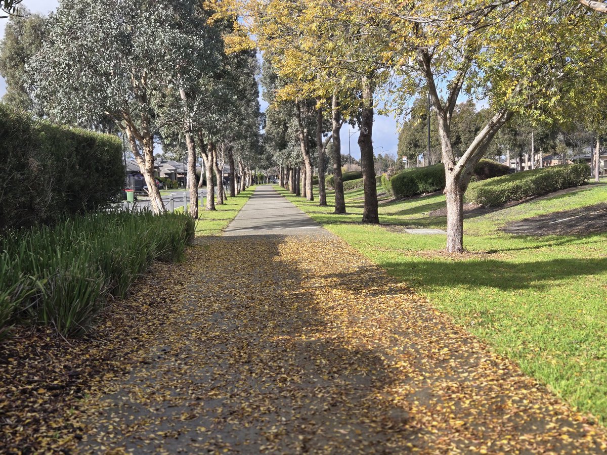 SingChaupai's tweet photo. Took a walk this morning. The trees were in their “letting go” era.
No flowers?🌸 No problem.
They dropped gold at my feet like it was nothing.
Silent flex from nature. Stay humble. 🍂✨
Happy Friday, dear X friends 🌿🍂
May your steps find soft places today.

#FridayVerse #NatureNotes #GentleMornings #FridayVibes
