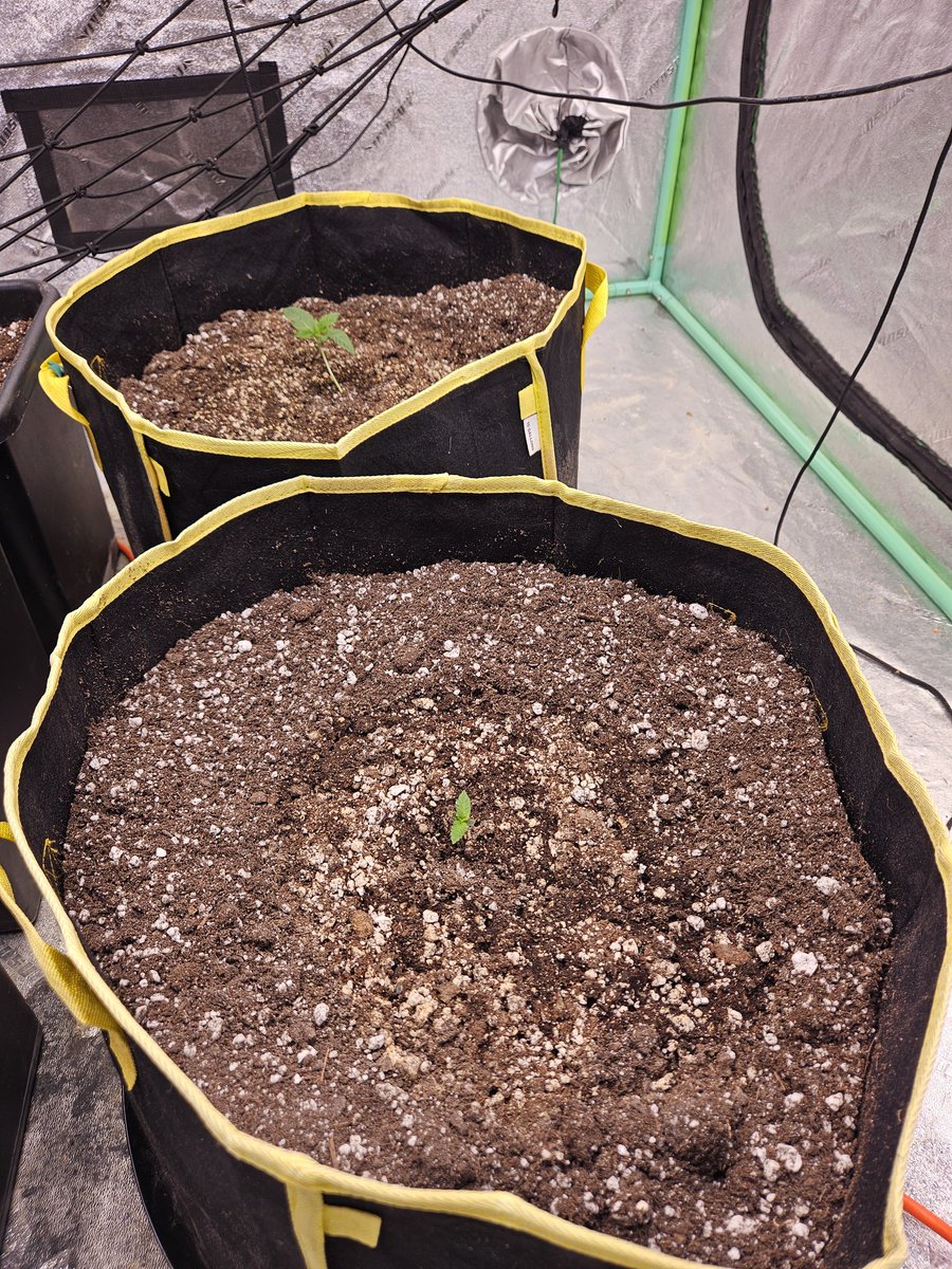 Sour cherry diesel (cherry pie x Sour D) in the back by atlas seeds

Cherry whip (black cherry pie x King sherb) by In House genetics