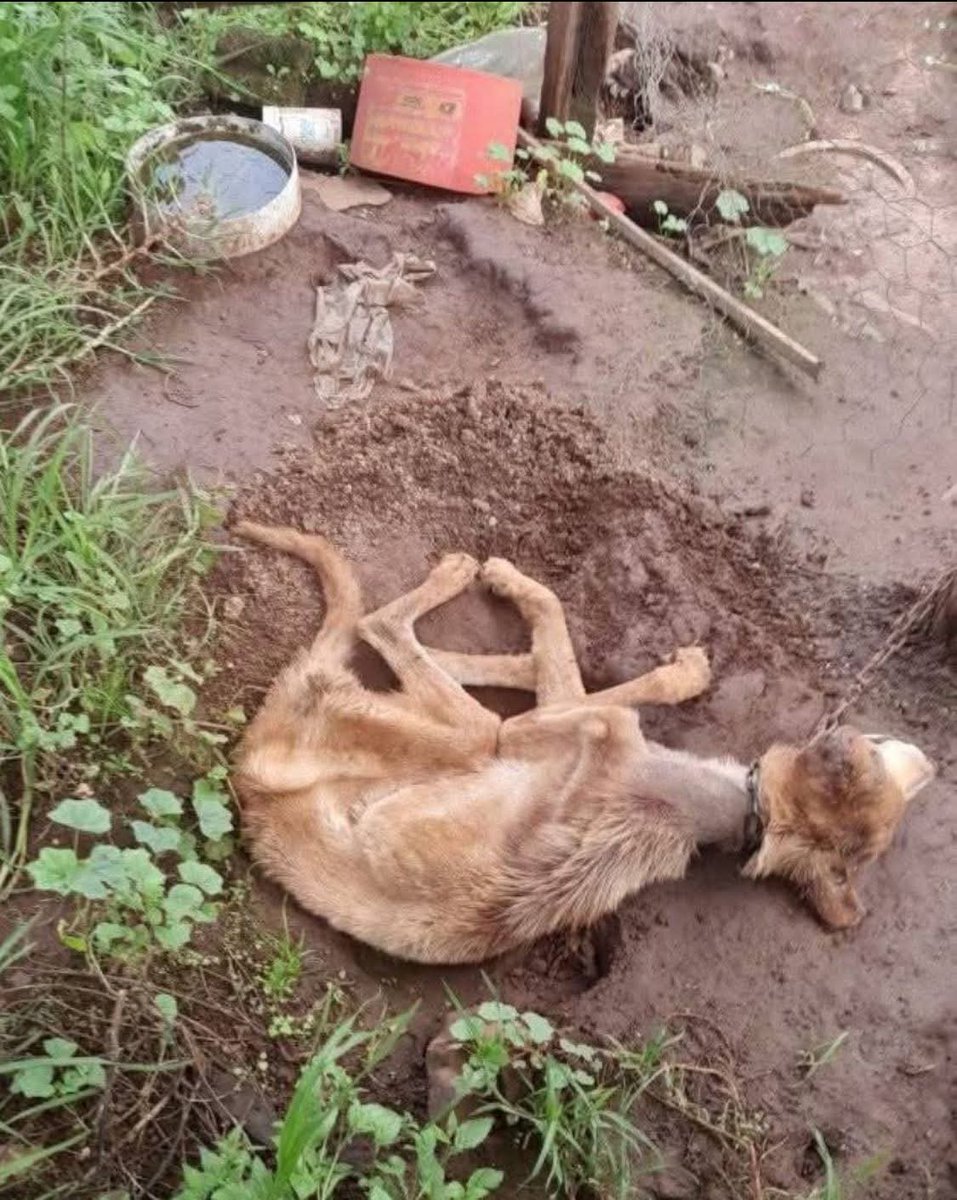 FUNDAPEPUEBLA's tweet photo. 📣 ¡YA BASTA DE MALTRATO ANIMAL! 🐾💔

Hoy no se  llego a tiempo… Hoy este pequeño ya descansa.
Pero no fue por “el ciclo de la vida”, fue por el abandono, la indiferencia, y la crueldad.
Murió por un dueño irresponsable, por una autoridad que ignoró el llamado, y por un sistema que sigue fallando una y otra vez.

Las protectoras estamos cansadas… ¡NO NOS DAMOS ABASTO!
Cada día son más los casos, más los inocentes sufriendo en silencio, más los que mueren solos, tirados como basura.
Y mientras tanto, seguimos rogando por ayuda, rogando por empatía, rogando porque alguien ACTÚE.

💔 ¿Cuántos más tienen que morir para que esto importe? 💔 ¿Cuántos tienen que sufrir para que las autoridades entiendan que esto es URGENTE?

A quienes denuncian, GRACIAS. A quienes actúan, aunque sea tarde, GRACIAS.
Pero esto NO es suficiente. Esto no cambia nada si no hay consecuencias, si no hay justicia, si no hay políticas reales de protección.

⚠️ EXIGIMOS ACCIÓN YA. ⚠️ EXIGIMOS QUE SE APLIQUEN LAS LEYES. ⚠️ EXIGIMOS QUE LA VIDA DE LOS ANIMALES SEA TOMADA EN SERIO.

Hoy este peque no tuvo oportunidad…
Pero que su muerte no sea en vano. Que su imagen nos arda, nos mueva y nos obligue a no callar. 🕊️

#JusticiaParaLosSinVoz #BastaDeMaltratoAnimal #NoMásIndiferencia #ProtecciónAnimalYa #HastaQueLaÚltimaVidaSeaRespetada
