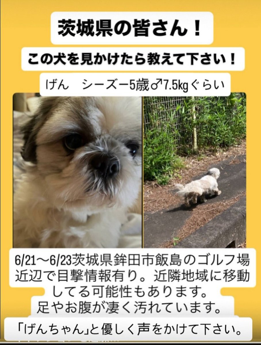 yofu_kashi_chan's tweet photo. げんちゃん、やはり茨城県で目撃情報続いているそうです。この暑さ、週末はもっと暑くなることを考えると、1秒でも早く保護されて欲しい。1人でも多くの方の目に触れ、保護につながりますように。

#拡散希望 #迷子犬 #茨城県 #茨城県迷子犬  #茨城県鉾田市  #シーズー https://t.co/HFCJ3WewNm