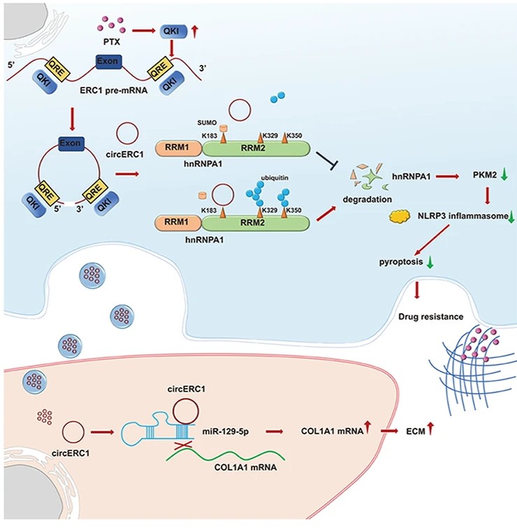 ExtracellMatrix's tweet image. Scientists discover how #PDAC cells survive gemcitabine combined with Nab-paclitaxel neoadjuvant therapy and attenuate immune response caused by pyroptosis.
CircERC1 facilitates chemoresistance through inhibiting pyroptosis and ECM remodeling.
🔗 bit.ly/4eynLdv
