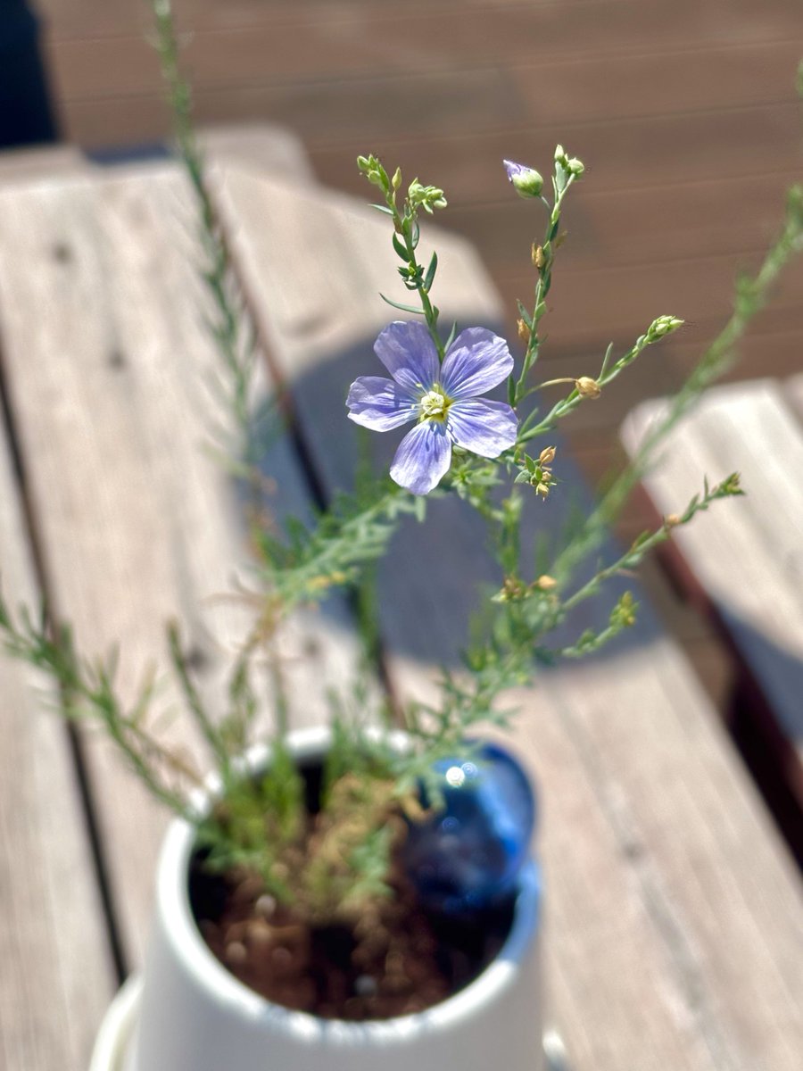 꽃피운 이후로 급 시들고있어서 이대로 보내나 햇는데 간반에 또 꽃봣다. 블루플랙스는 아침에 일찍 꽃이피고 금방 져버리는 일일화라는데 오늘 운좋게 시들기전에 봣슨.. 시들시들