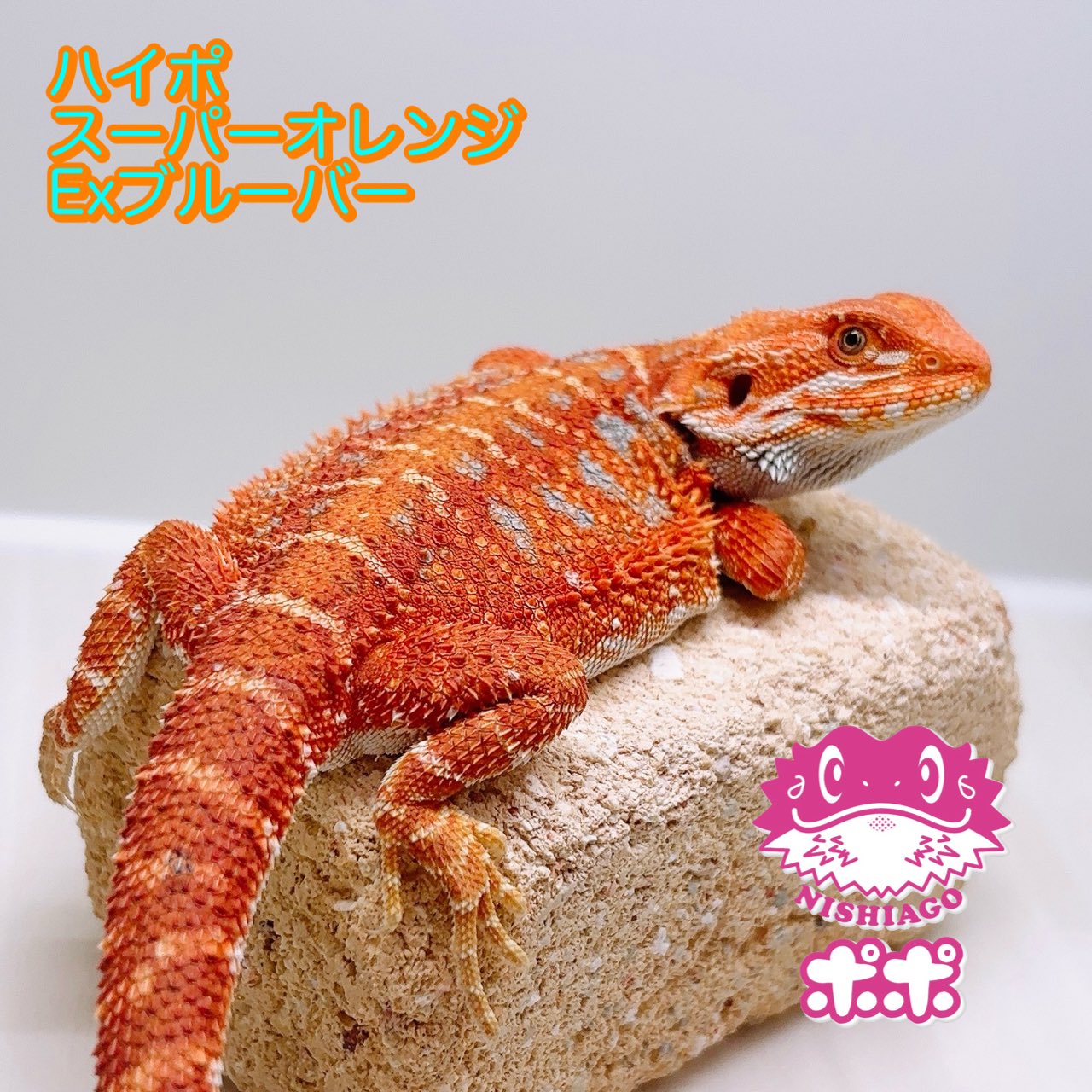 Duckbill | BUDY BYE JAPAN TOUR 2025 JOHNNY OSBOURNE JAPAN in