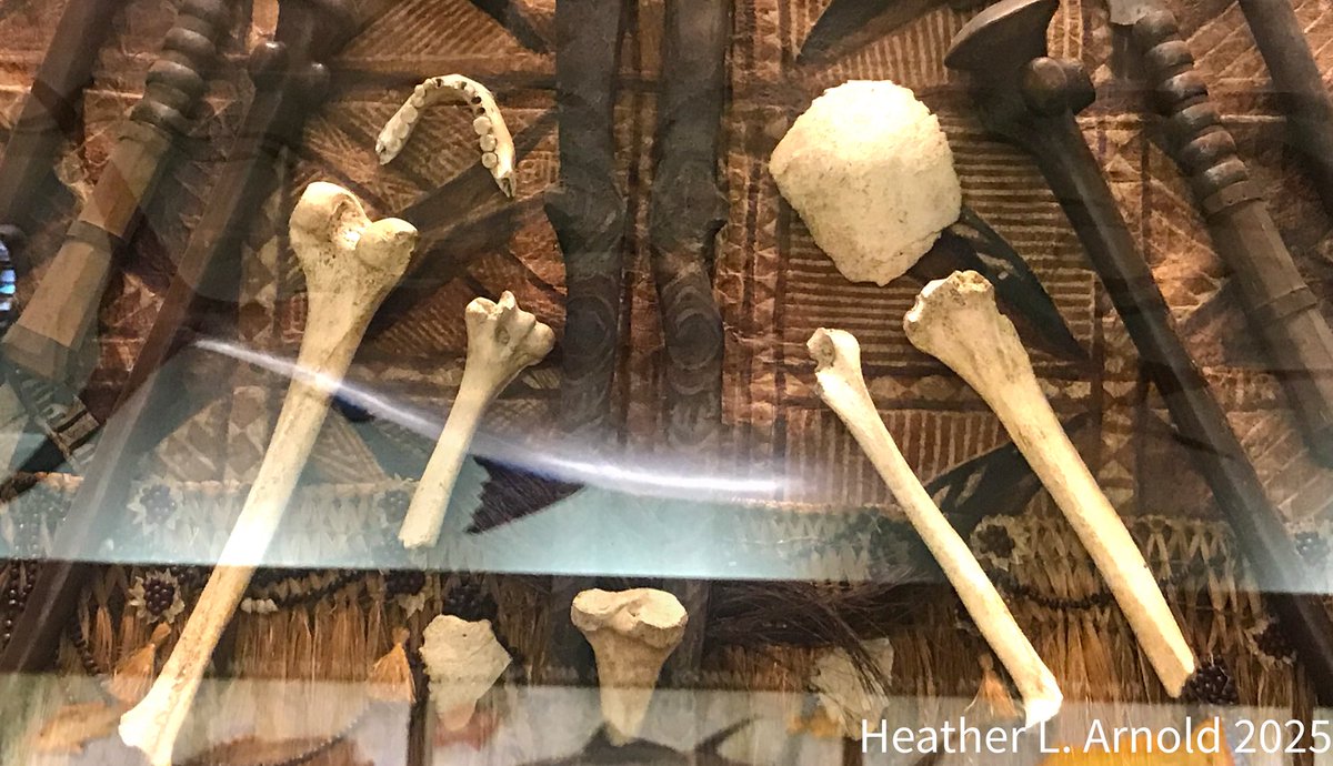 I also noticed that some human bones, the remnants of a cannibal meal, that were gifted to Vanderbilt from the Society Islands, and were on display, are also gone. 

5/6