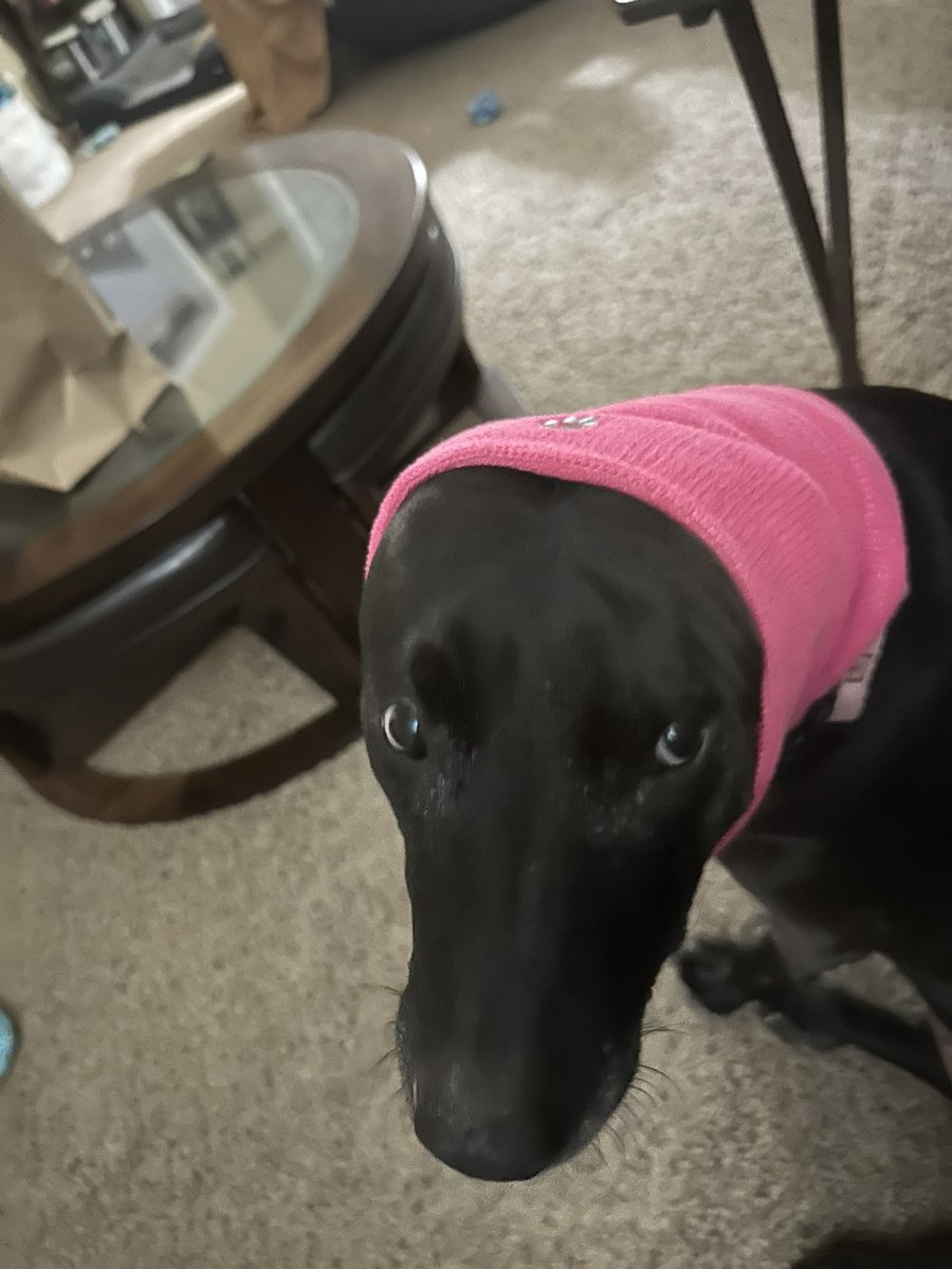 docjager22's tweet image. For any of my friends who have puppers who don’t like fireworks, I just got my dog the “happy hoodie” and it worked amazing! Barely any reaction to it