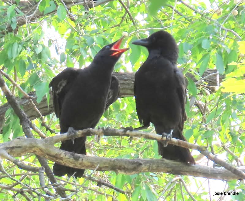 josie brendle tweet media