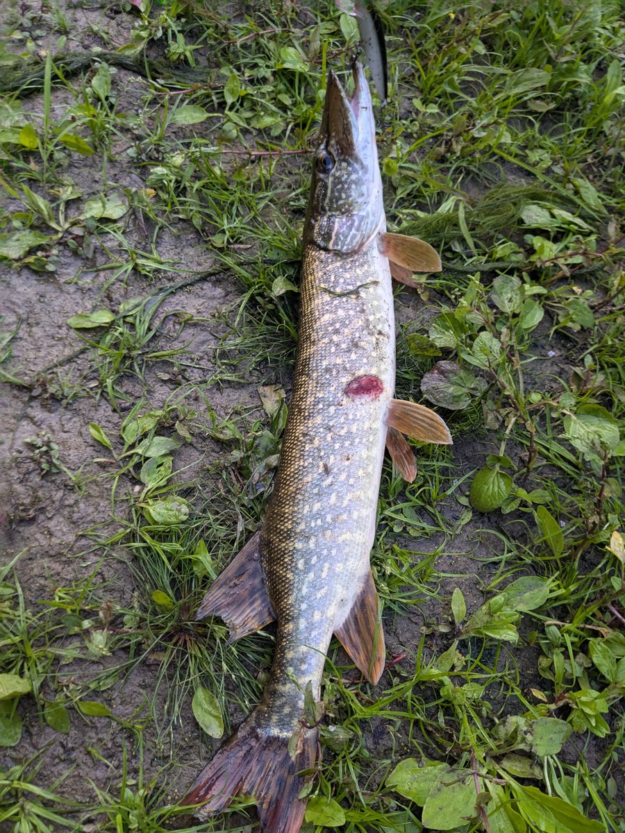 william00000010's tweet image. It&apos;s been a fun evening! 🎣
