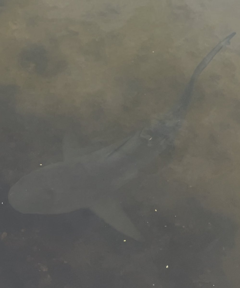Look deeply into the Rivers that lead out into the Gulf before you decide to jump in for a swim. Respect those that live in those waterways. 🦈