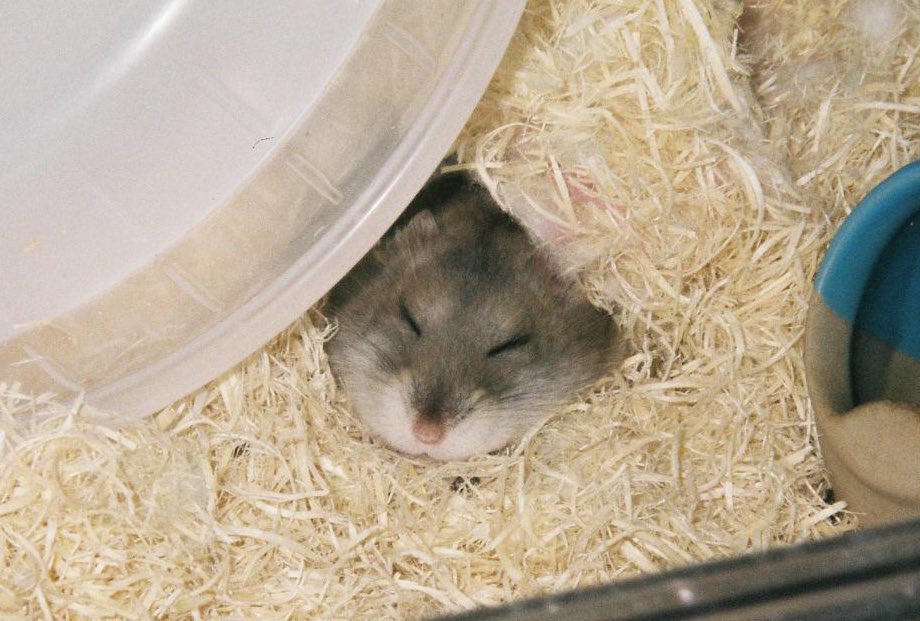 sbsb_mcmc's tweet image. フィルムカメラで撮ったおもち🐹
