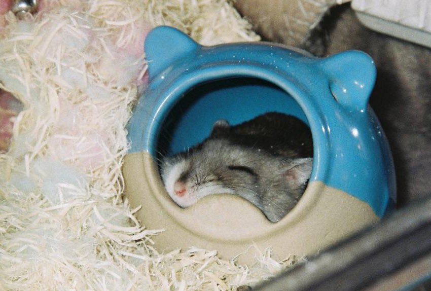 sbsb_mcmc's tweet image. フィルムカメラで撮ったおもち🐹