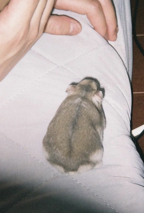 sbsb_mcmc's tweet image. フィルムカメラで撮ったおもち🐹