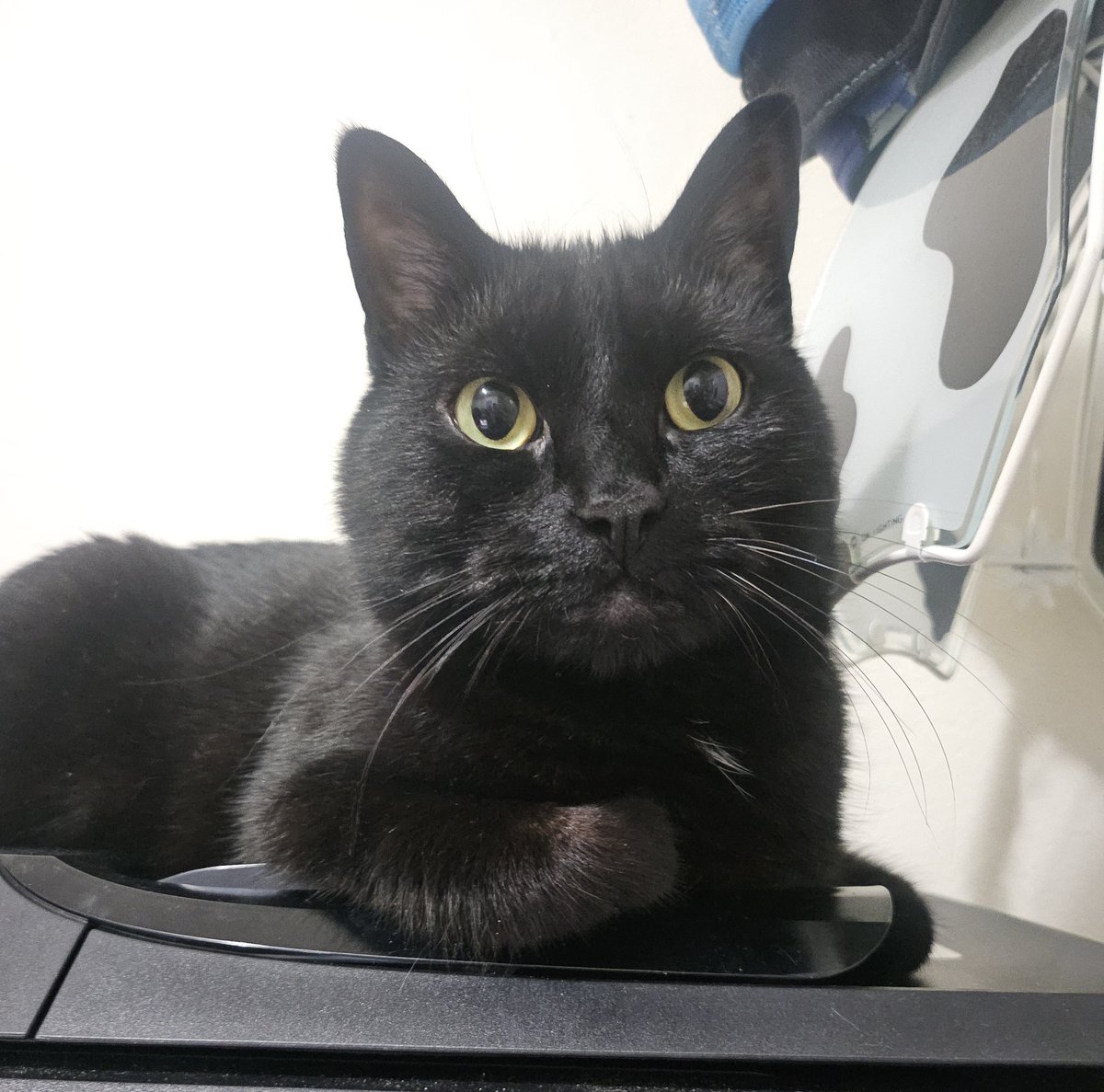 Today marks 5 years with Beanie, I love him so much 🖤🐈‍⬛️