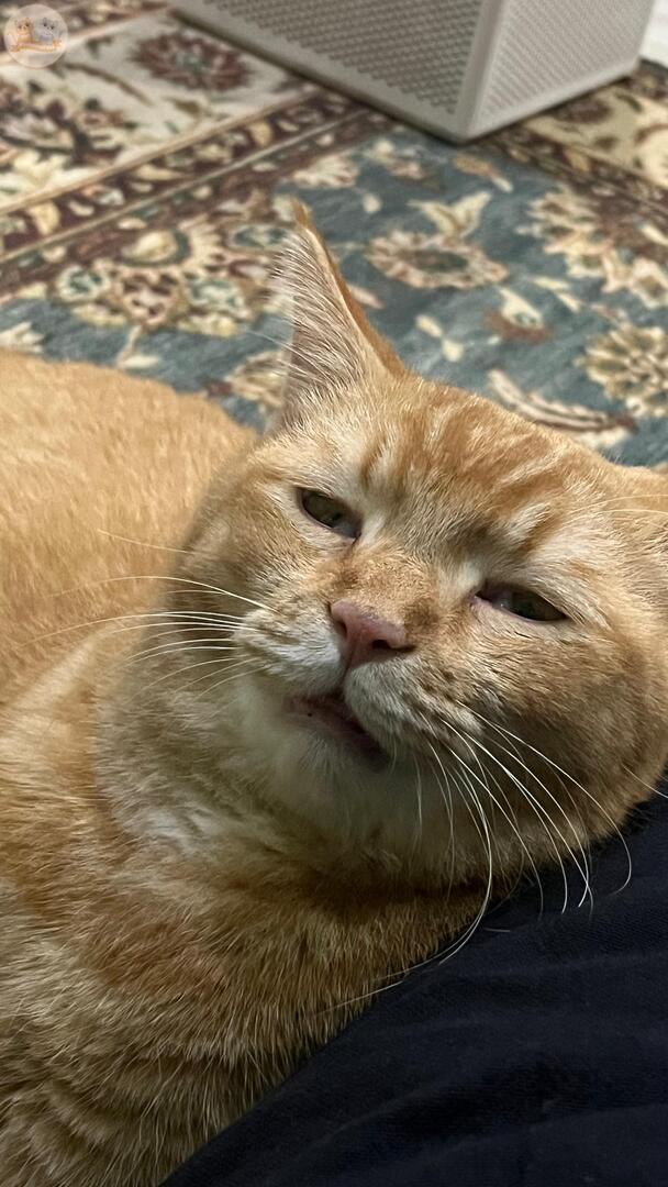 KochengFess v2 tweet media