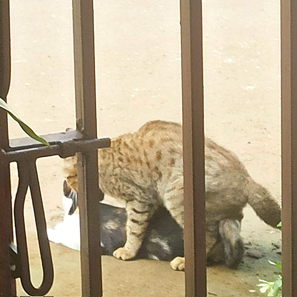 suguhan pagi pagi terhalang pager ggrrr raghhh