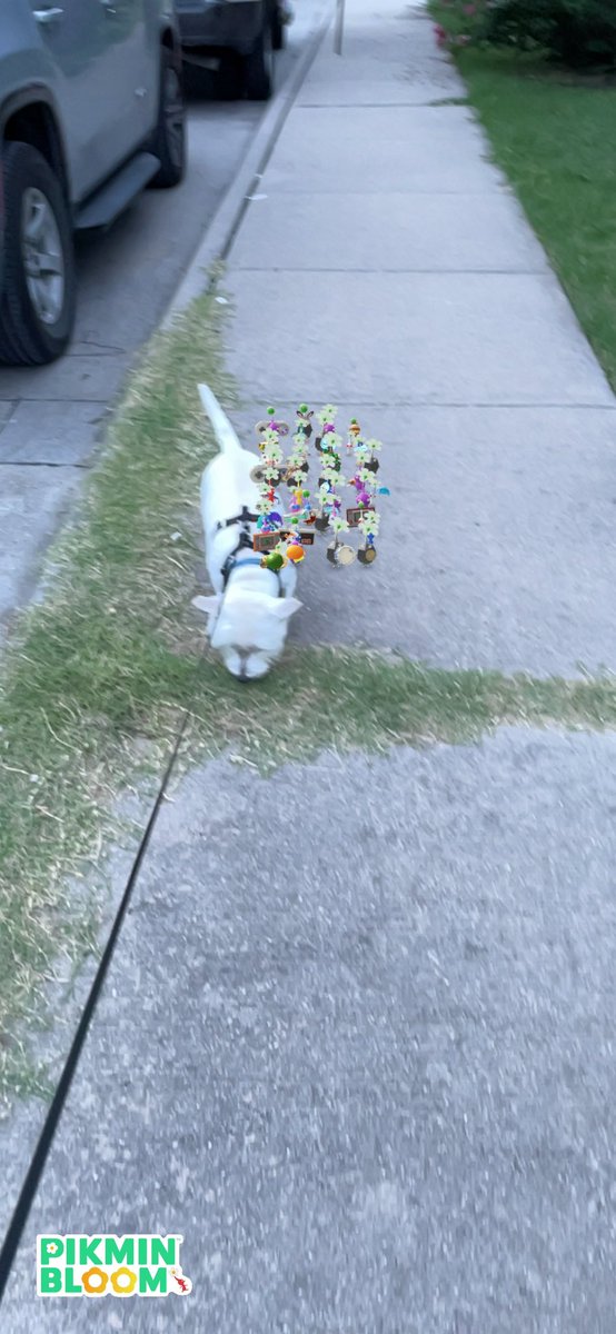 Evening walk with <a href="/DailyDougal/">Daily Dougal</a>  and our Pikmin squad 
#GetPhyllisOutside
