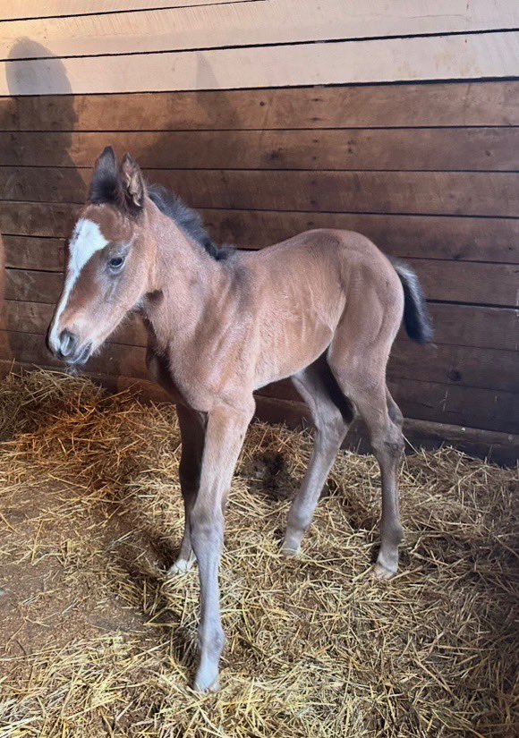 This is her a 12 hrs old. #NYbred