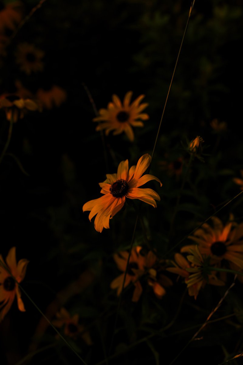 teo_BD0807's tweet image. 先週の夕日です
今週末は天候優れませんね
優れない時の写真もいいけど、やっぱり天気いい日に撮りたい🥲