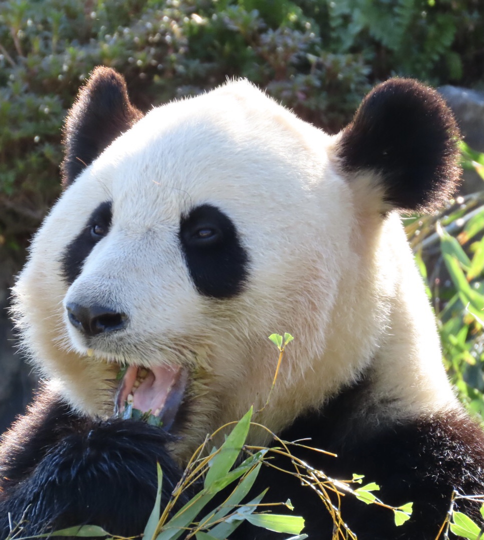 いや、それがやねぇ…お母ちゃんがホームシックやってずっとシクシク泣いてたんやけど…💦
白浜へ帰るんやって…

楓浜がお母ちゃんにタケノコを差し入れしたのよ。
かわいそうや…ゆうて

そしたら急に元気になって…
いっぱい会いに来てくれた人たちはいつ来てくれるんやって毎日大騒ぎしてるねん💦