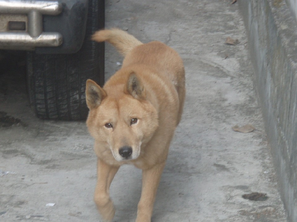 저번에 어머니께서
집에 개들 온다는거 들은날
차안에서

[난 준비가 안됐기에 정을 안줄것이야
한동안 이름도 안부를것이야
(3초후)엄마 개이름 뭐라고짓죠?]

어머니 : 복구(처음으로 키운 개이름)

이번엔 굳이 집나가서 죽지않고 내품에서 죽었으면 좋겠다
마음 포기하기라도 쉽게