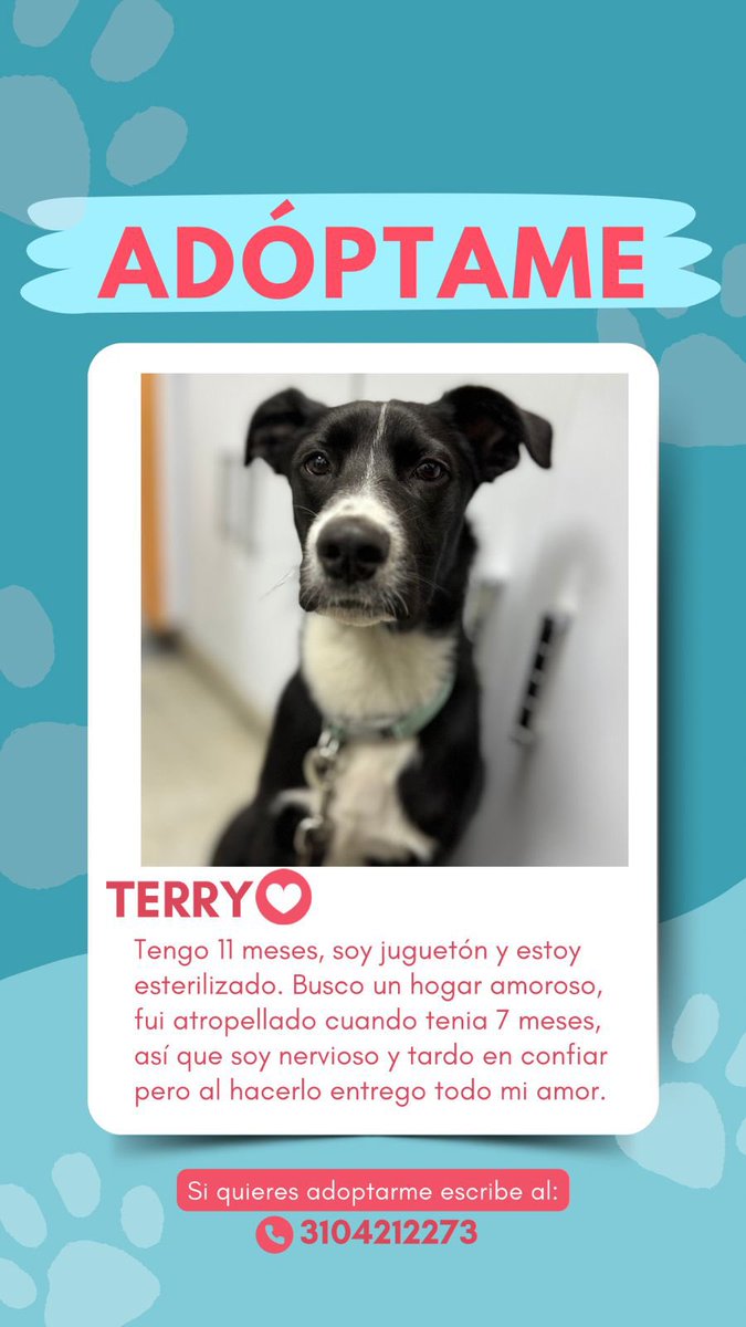 Azula_AHA's tweet image. 💘 Terry busca familia responsable 💘 #Bogota #AdoptaNoCompres Terry es tamaño mediano, tiene 11 meses y pesa 14 kilos.
Ayudemos a que Terry encuentre un lindo hogar 🤞 @44Alhambrita @andreanimalidad @La_Goye_ @CamiloJaramill