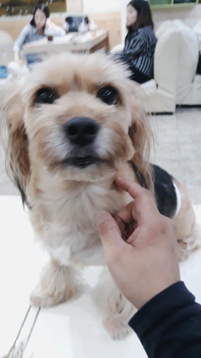 아까 운전하면서 들어오다가 생각한게

나 사실
내 강아지 다시 생기면
숨바꼭질 놀이 엄청 많이해주려고 생각했어