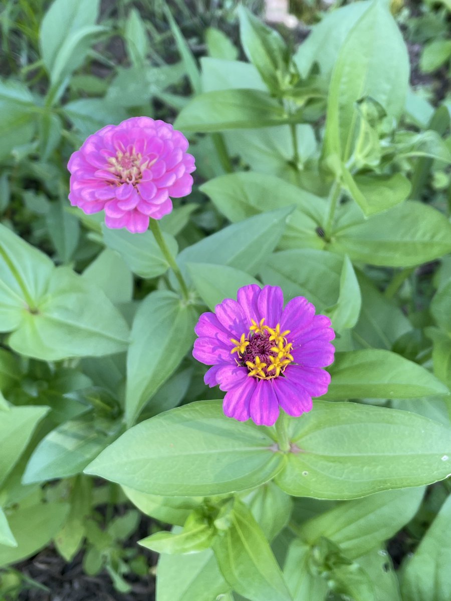 PurdyPaper's tweet photo. Can you guess what kind of flowers these are?! 
 
#purdypaper #gardening #bloombright https://t.co/hEuyCBEFSo
