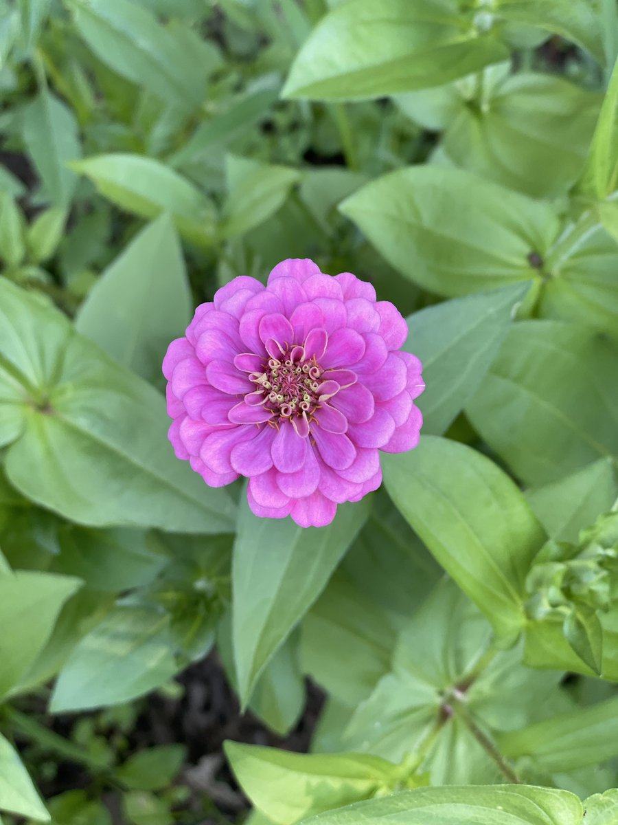 PurdyPaper's tweet photo. Can you guess what kind of flowers these are?! 
 
#purdypaper #gardening #bloombright https://t.co/hEuyCBEFSo