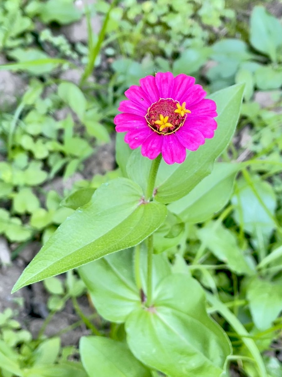 PurdyPaper's tweet photo. Can you guess what kind of flowers these are?! 
 
#purdypaper #gardening #bloombright https://t.co/hEuyCBEFSo