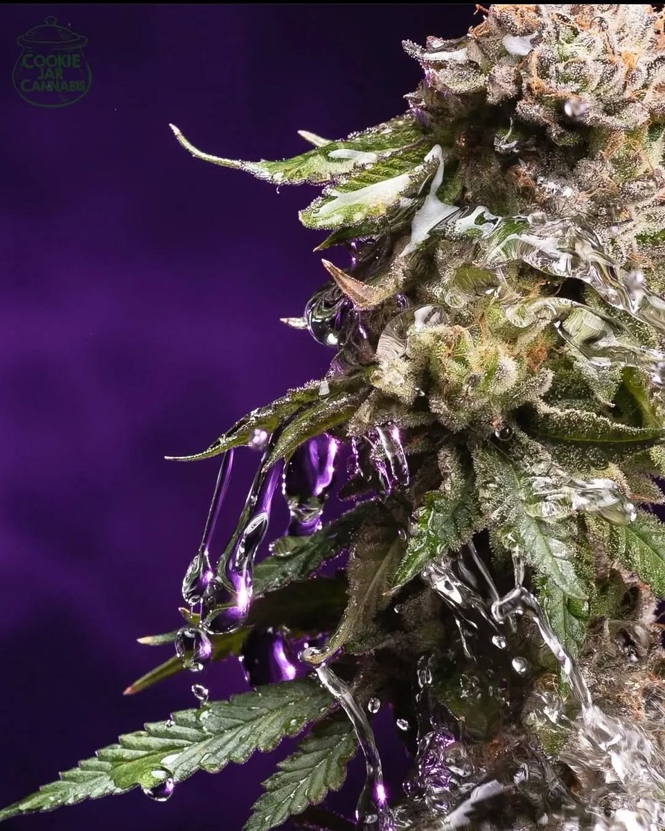 Making preparations on round two for cookiejarcannabis going to be awsome to work with these amazing growers again.