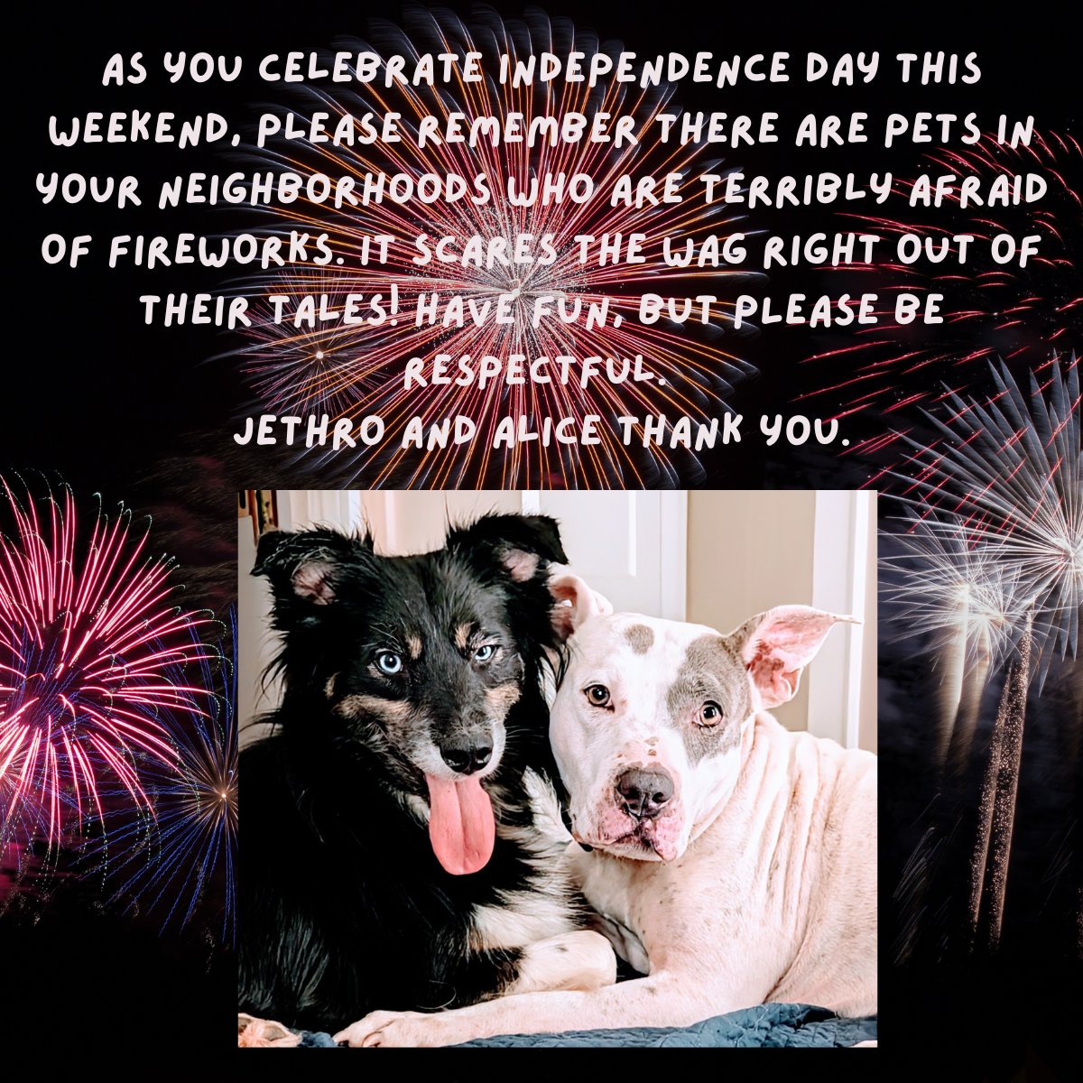 DonnieHall1's tweet photo. A public service message from pets. https://t.co/3OKMT95nel