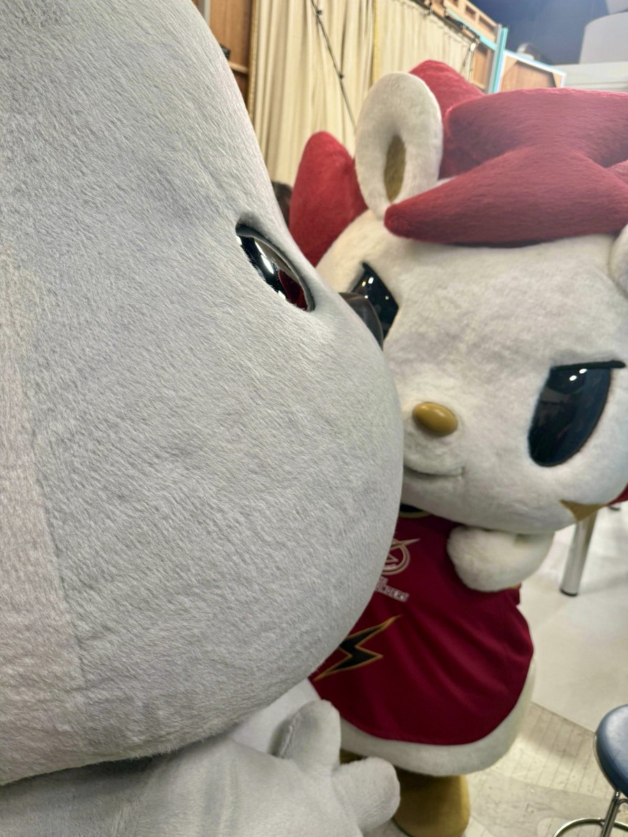 『ラヴィット！』ご覧いただきありがとうございました😽⚡️SNSでのたくさんの応援コメントも嬉しかったです🙌🏻

ラッピーさんと共演する日が来るなんて…本当に夢のような時間でした🐰✨

ロウル早起きして頑張りました💮👏🏻

#ラヴィット
#川崎ブレイブサンダース
#ロウルかわいいよロウル
<a href="/tbs_loveit/">TBS『ラヴィット！』</a>