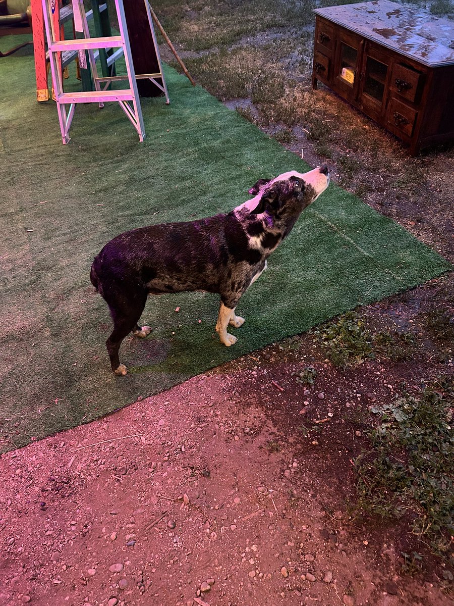 This is Hermés. He’s a blue healer. 

He is assigned to my daughter this weekend. He’s going to keep her safe from snakes or when she’s near the water. 

He is trained for this. 

Rich people are totally different