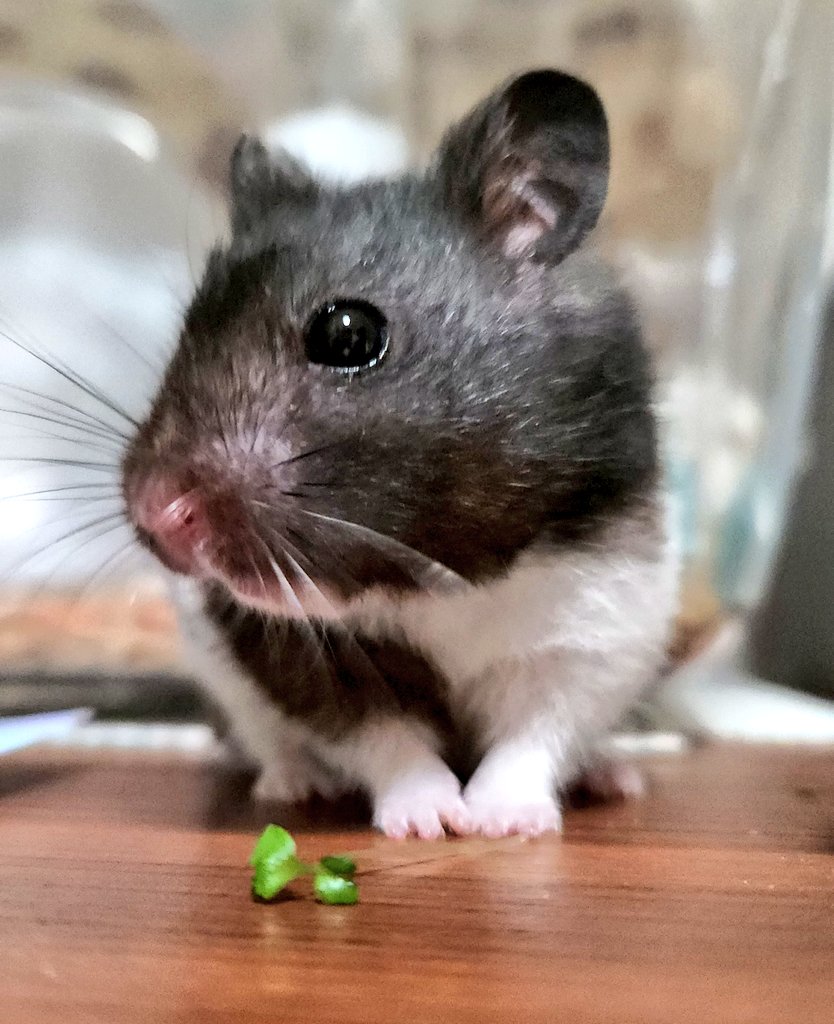 ぽにハム-小梅と牛若丸 (@poniham25) on Twitter photo #牛若丸プレイバック #ハムスター
すぐ飽きちゃった🌱 #牛若丸プレイバック #ハムスター
すぐ飽きちゃった🌱