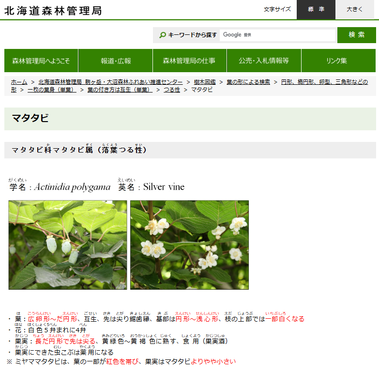 おはようございます🌞
毎年恒例、庭の草がボーボーなんで
休日に刈らないと、、、
何か植えたら手入れちゃんとするようになるかなぁ～

、、、、
、、、
、、
、

あ！マタタビや！！
北海道でも育てれそうやんけ！

#独身生活
#北海道独身生活
#マタタビ