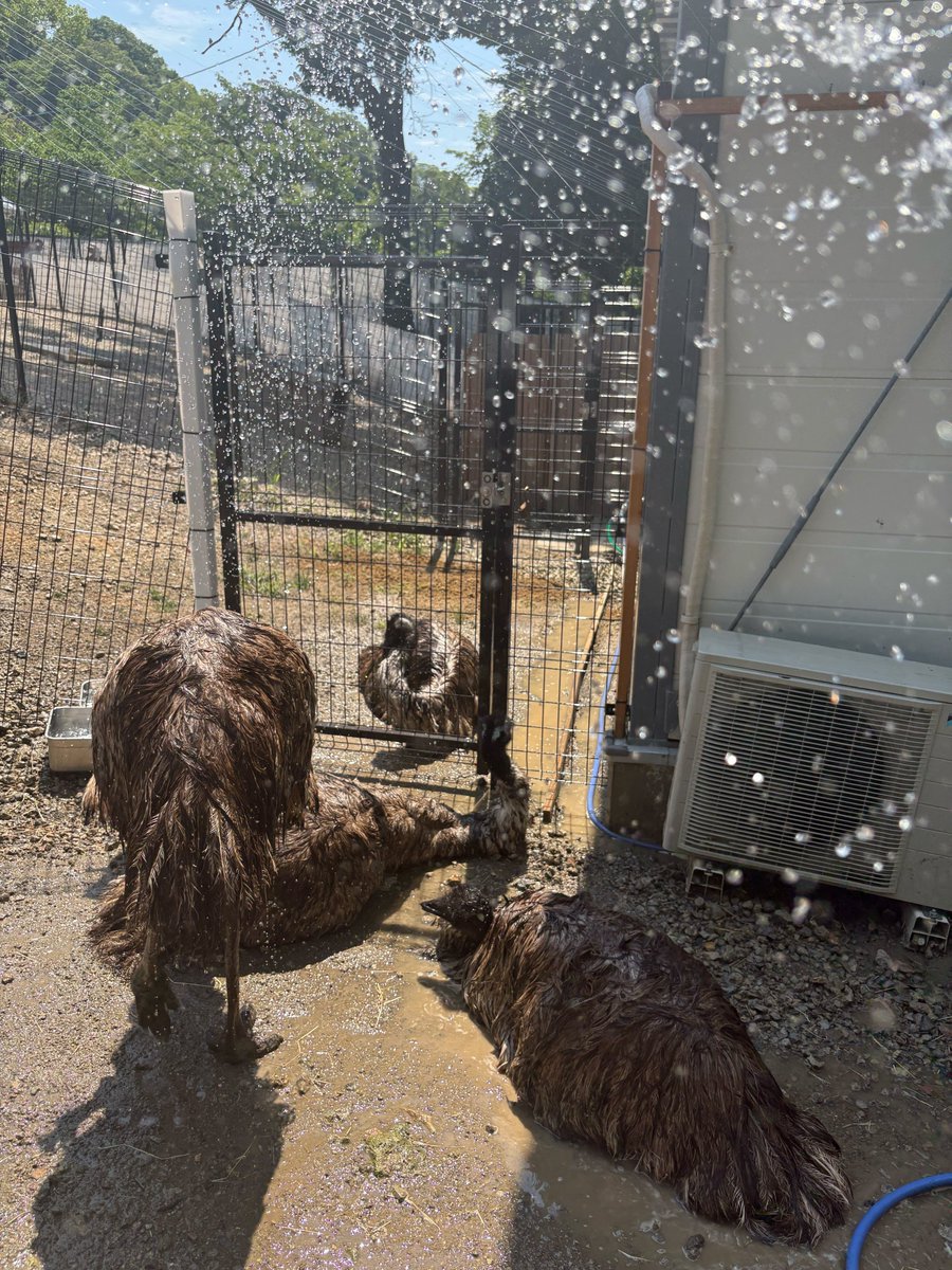 satsukiyama_zoo's tweet image. 集まって水浴びをするエミューたち🎐

#五月山動物園 ＃エミュー