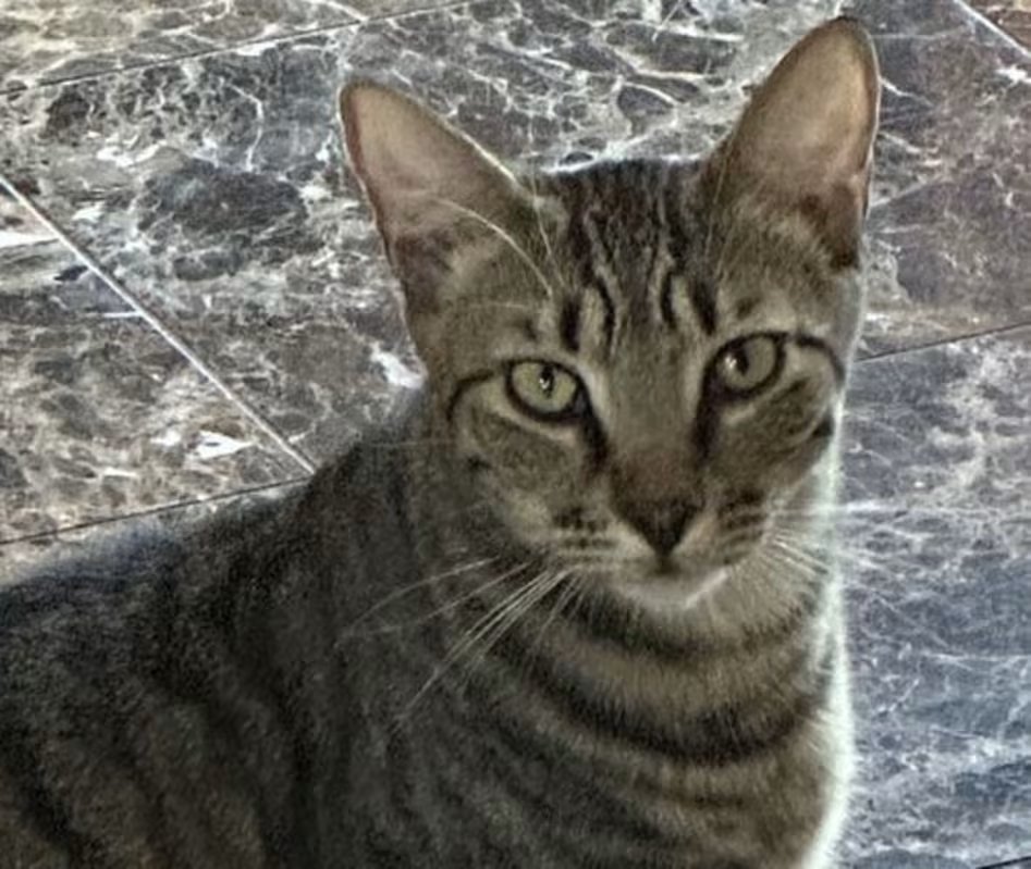 Handsome tabby kitty "Regent" is in #AcampoCA (San Joaquin County). This boy is cute, has world class whiskers, sweet &amp; playful! In foster so text or call Karan at 209-329-2001 for more info. Adopt this delightful young man! Adoption app: forms.gle/obNDXM5Q4SbNND…
👏😺💞