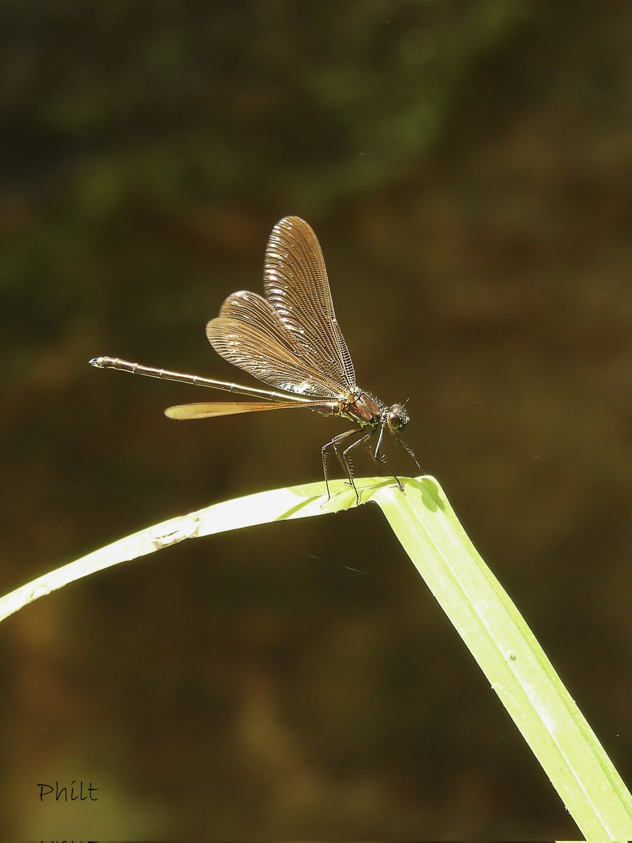 Caloptéryx hemorroïdal ♂️ juvénile