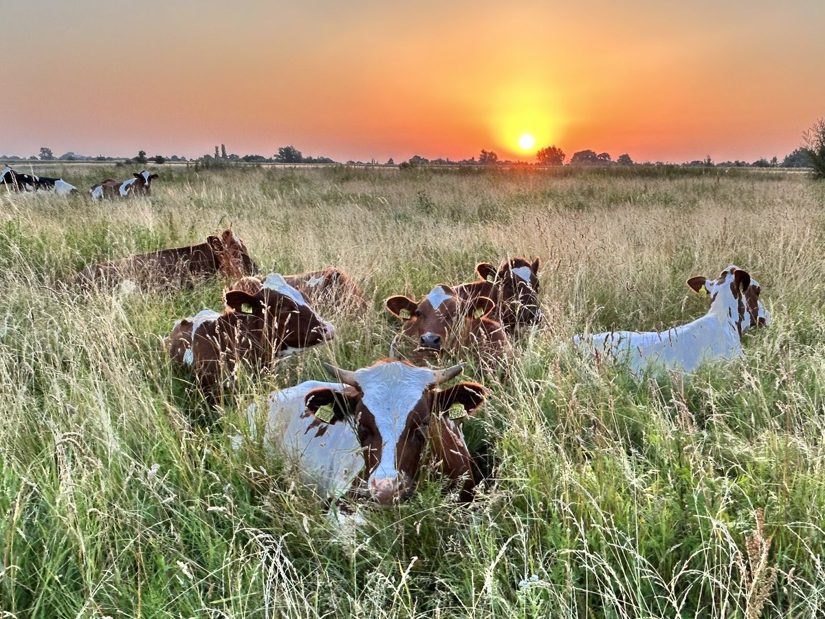Koeiemorgen vanaf de IJsseloever. #goedemorgen