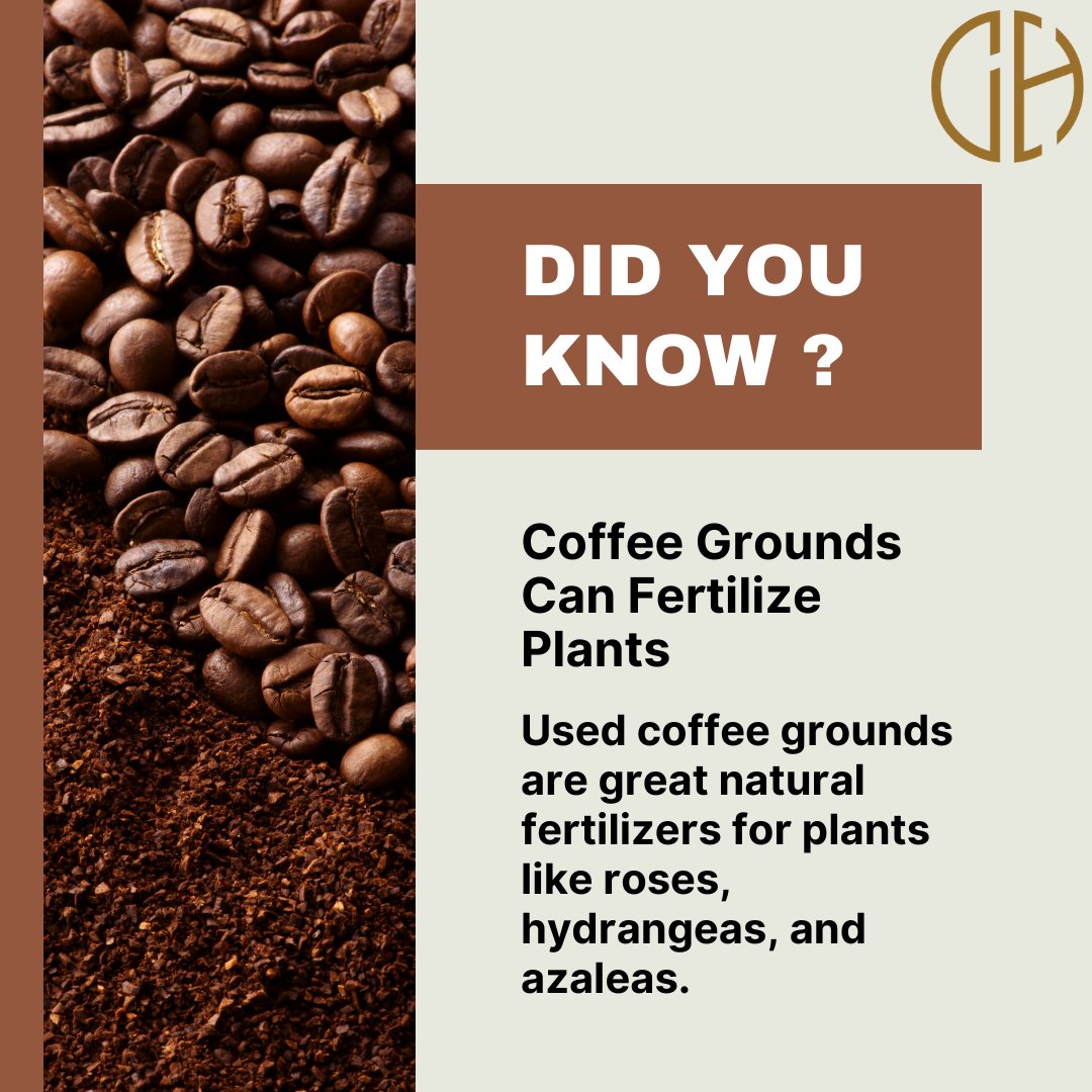 coffeehivein's tweet image. Fact Time!

#CoffeeHive #factpost #CoffeeCulture #facts #coffeefact #wednesdaywisdom #coffeeday #wednesdayvibes #NoidaCoffee