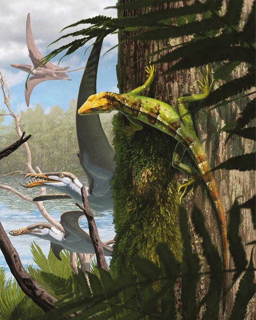 Victor Beccari (@beccarivictor) on Twitter photo Hi everyone and please welcome the new Jurassic rhynchocephalian, Sphenodraco scandentis!
Art by the amazing <a href="/SerpenIllus/">Gabriel N. U.</a> Hi everyone and please welcome the new Jurassic rhynchocephalian, Sphenodraco scandentis!
Art by the amazing <a href="/SerpenIllus/">Gabriel N. U.</a>