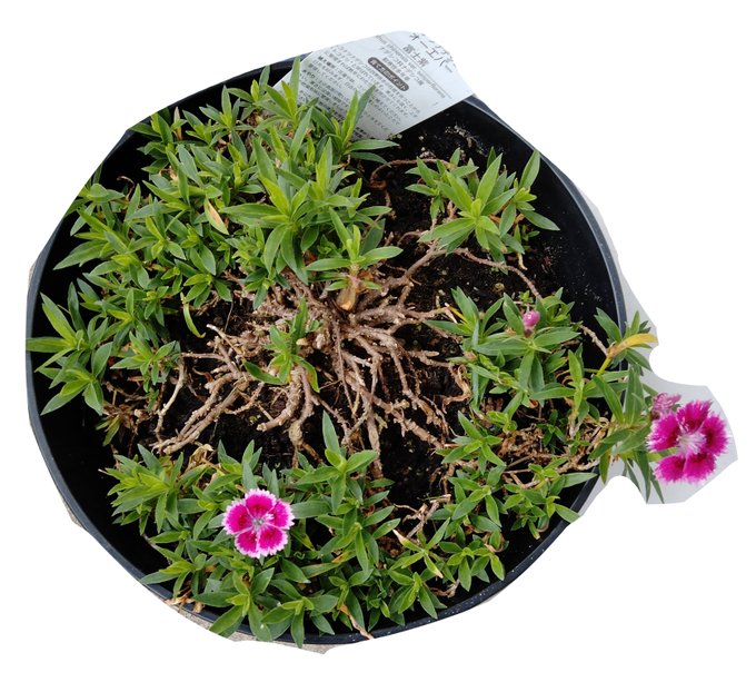 これ、うちで育ててる
「常夏ナデシコフォーエバー」
って花なんだけど、2つ目の花が咲いてから3時間くらいで新しい花さらに2つ咲いたから見て 