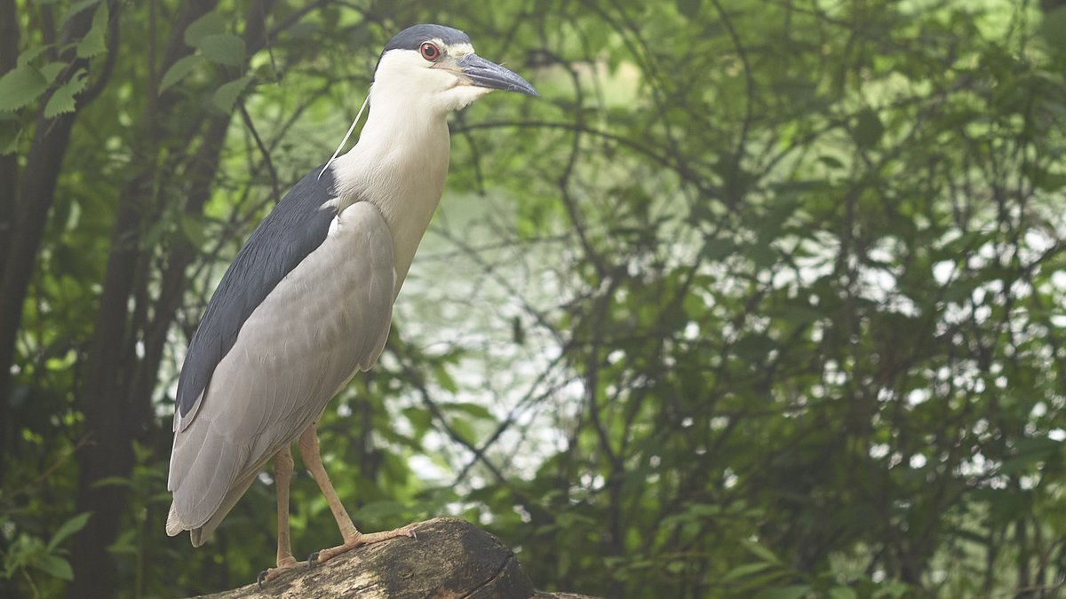 mausgabe's tweet photo. Tuesday 7/1: Central Park / The Pond 
- Black-crowned Night-Heron, "Oliver" 
- Nearby: Joan Miró: Oiseau lunaire (Moonbird) 
(Leica M10 | 1937 Leica Xenon 5cm ƒ/1.5 LTM) 
#birdcpp https://t.co/u8DHExfgOG