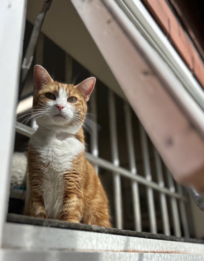 George The Stourbridge Junction Station Cat (@thestourbridge) on Twitter photo Good morning & welcome to Whiskers Wednesday 
Prioritise your to-do list. 
Work on the most important things first so you don't feel stressed or anxious about getting to them.
 #cats #Cat #CatsOnTwitter #CatsOfTwitter Good morning & welcome to Whiskers Wednesday 
Prioritise your to-do list. 
Work on the most important things first so you don't feel stressed or anxious about getting to them.
 #cats #Cat #CatsOnTwitter #CatsOfTwitter