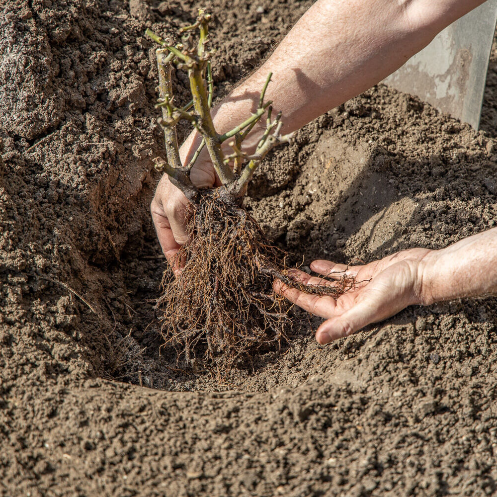gardentutor's tweet photo. If you're serious about your soil—You need data. Not assumptions. This kit gets you there.
#gardentutor https://t.co/tCb7lLPYgJ
