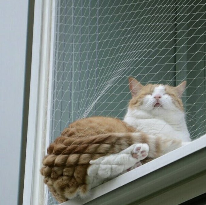 lined cats (@linedcats) on Twitter photo 