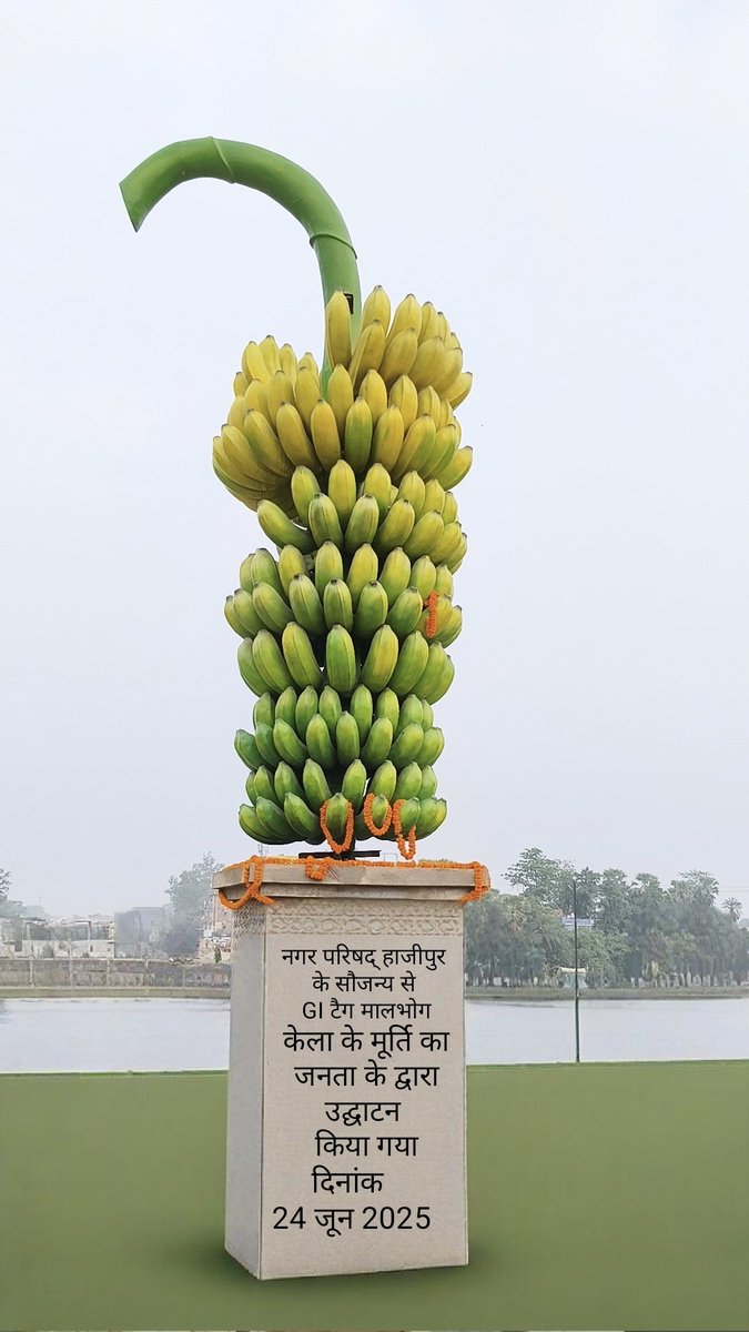 dkazad3's tweet photo. The Identity Of Hajipur 
हाजीपुर की पहचान केला जिसे भारत सरकार द्वारा 12 फरवरी 2025 को GI टैग दिया गया है,केले की मूर्ति को हटाने की कवायद चल रही है । ये सिर्फ मूर्ति नहीं है,ये हाजीपुर के किसानों का सम्मान है, यहां की समृद्ध कृषि विरासत की पहचान है,ये महान छठ महापर्व पूजा से.... https://t.co/wHU8SbAr2Z