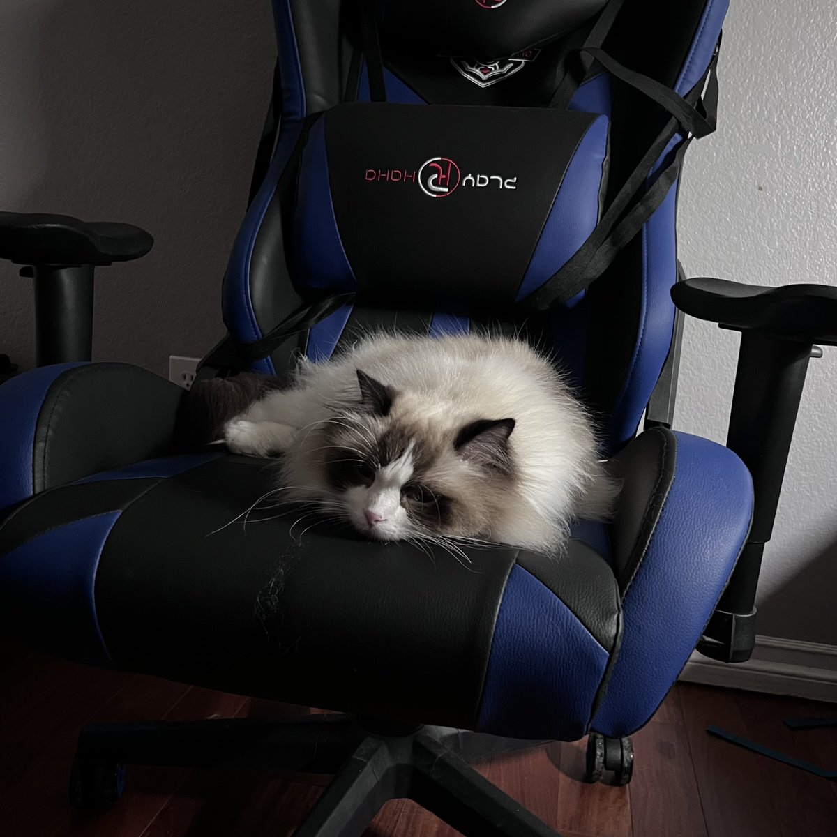 TigersWanted tweet media