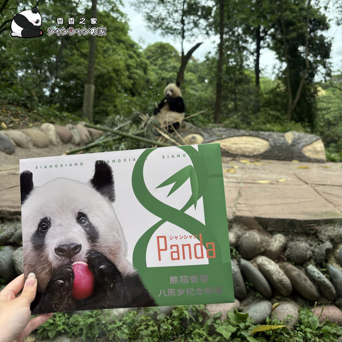 シャンシャン8歳お誕生日ツアーのお客様は成都のパンダ郵便局で郵送