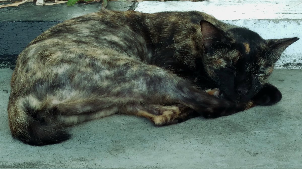 ____sprinish's tweet photo. kucing kampusku https://t.co/JF7g0nbzHv