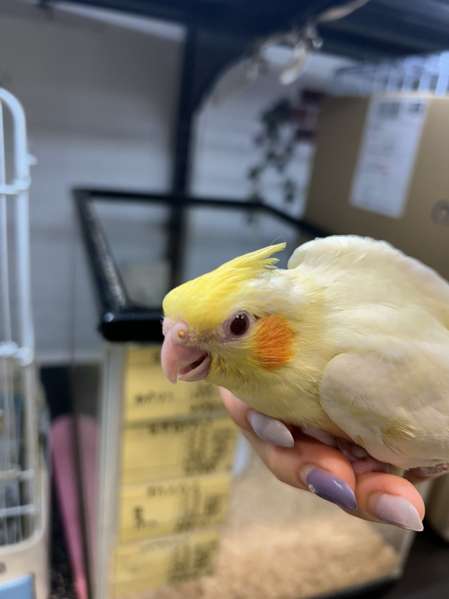 オカメインコ ノーマル 🩶(*´θ`*)ノ